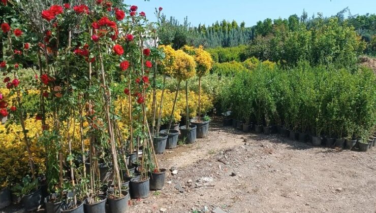 Fidan Sezonu Başladı: En Çok Gül ve Selvi Tercih Ediliyor