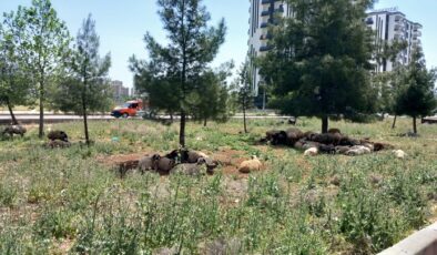 Sıcaklığa Dayanamayıp Ağaçlara Sığındılar