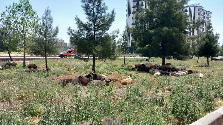 Sıcaklığa Dayanamayıp Ağaçlara Sığındılar