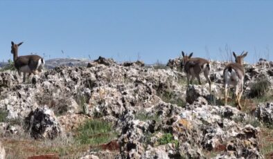 Gazella gazella türü Hatay’da yeniden çoğalıyor