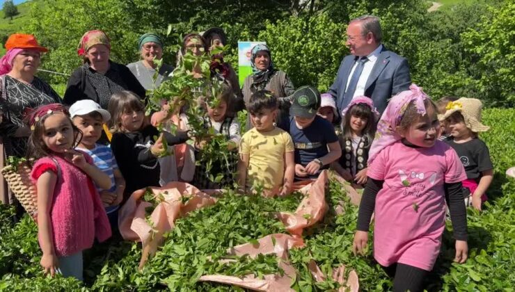 Geleneksel çay hasadı etkinliği düzenlendi