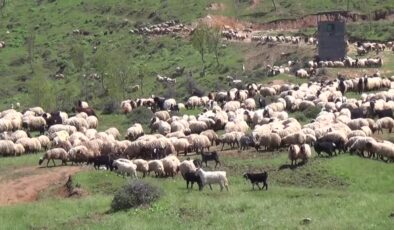Göçerler Muş’un Şenyayla bölgesine ulaştı