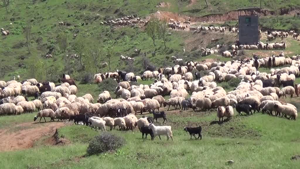 Göçerler Muş’un Şenyayla bölgesine ulaştı