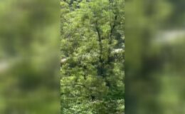 Çay bahçesine devrilen araçta 2 kişi yaralandı