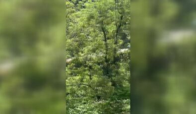 Çay bahçesine devrilen araçta 2 kişi yaralandı
