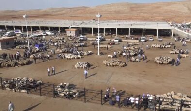 Hayvancılık merkezlerinden Şanlıurfa’da Kurban Bayramı öncesi hareketlilik yaşanıyor