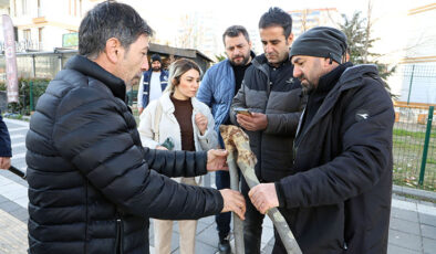 Tedavi yöntemi ağaçların kurumasını önleyecek