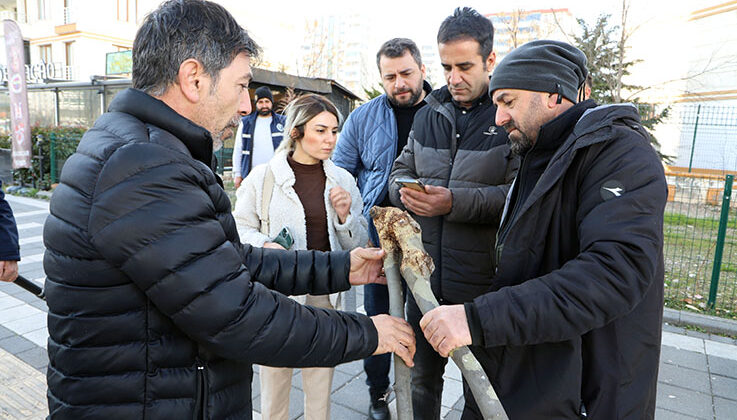 Tedavi yöntemi ağaçların kurumasını önleyecek