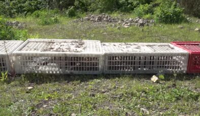 Kahverengi kokarcaya karşı doğaya 800 sülün salındı