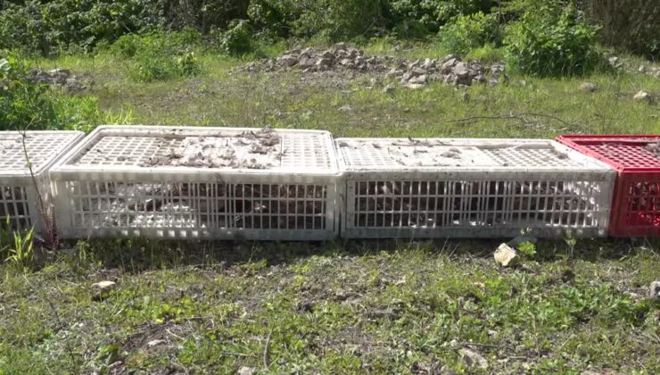 Kahverengi kokarcaya karşı doğaya 800 sülün salındı
