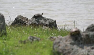 Küresel kuraklık ve vahşi sulama tatlı su kaplumbağalarının yaşamını tehdit ediyor