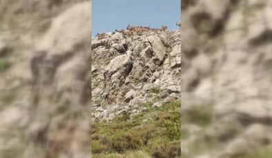 Malatya’da dağ keçileri görüntülendi