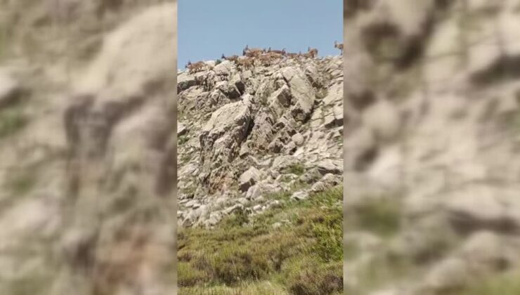 Malatya’da dağ keçileri görüntülendi