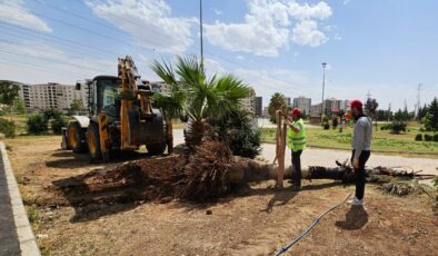 Mardin Büyükşehir Belediyesi, yanan palmiyenin yerine yenisi dikti