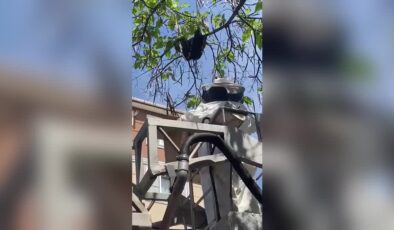 Okulun yanındaki ağaca oğul veren arılar toplandı