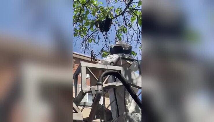 Okulun yanındaki ağaca oğul veren arılar toplandı