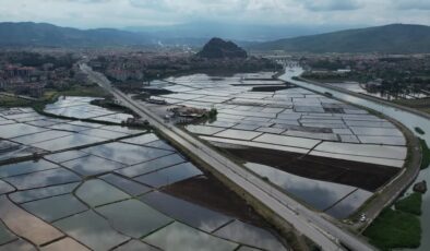 Pirinç üretimiyle öne çıkan Osmancık’ta dronla çeltik ekimi yapılıyor