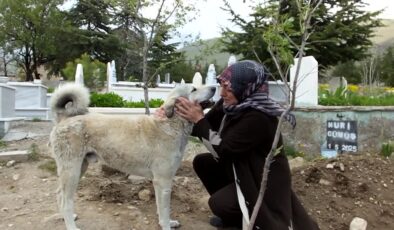 Sahibinin mezarına sadık kalan köpek yürek burktu