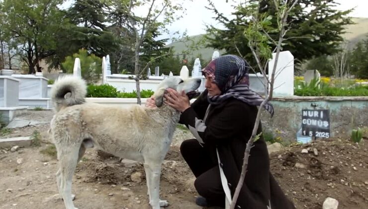 Sahibinin mezarına sadık kalan köpek yürek burktu