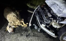 Şanlıurfa’da sürüye çarpan otomobildeki 3 kişi yaralandı