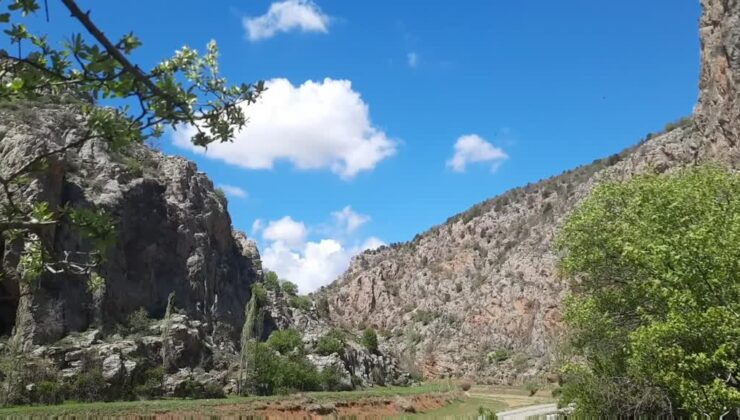 Hayatlarını tehlikeye atıp dağdan kişniş topluyorlar