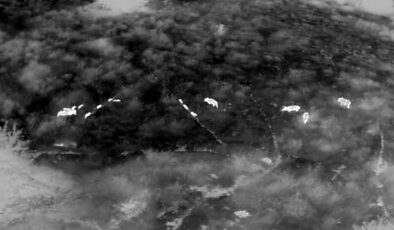 Şehre inen yaban domuzlarına karşı termal kameralı dronlarla mücadele