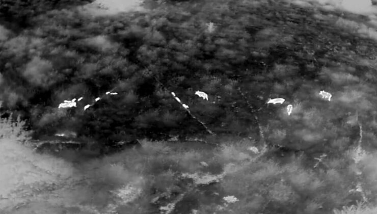 Şehre inen yaban domuzlarına karşı termal kameralı dronlarla mücadele