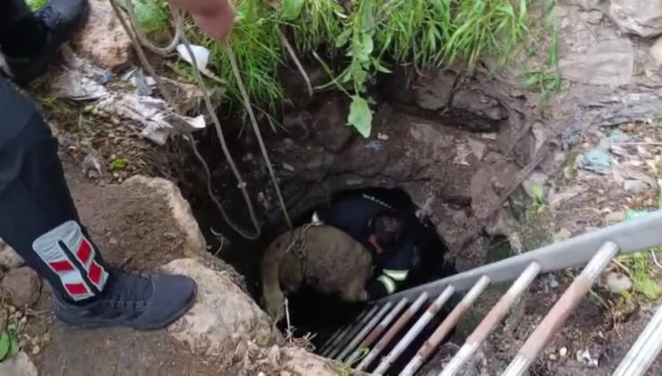 Diyarbakır’da su kuyusuna düşen koyun kurtarıldı