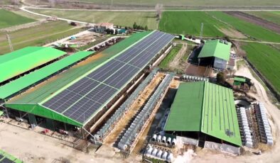 Süt üreticisi güneşten enerjiyle tasarruf sağladı