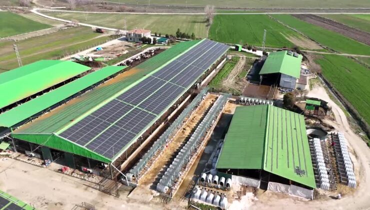Süt üreticisi güneşten enerjiyle tasarruf sağladı