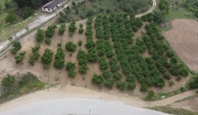 TZOB Genel Başkanı Bayraktar, zirai dondan etkilenen kiraz bahçelerini inceledi