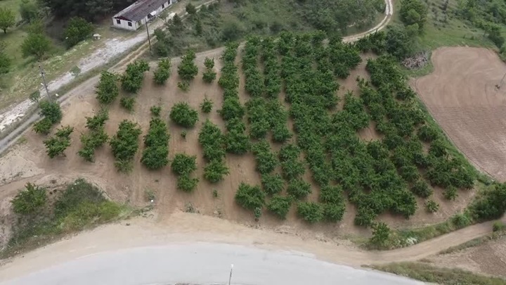 TZOB Genel Başkanı Bayraktar, zirai dondan etkilenen kiraz bahçelerini inceledi