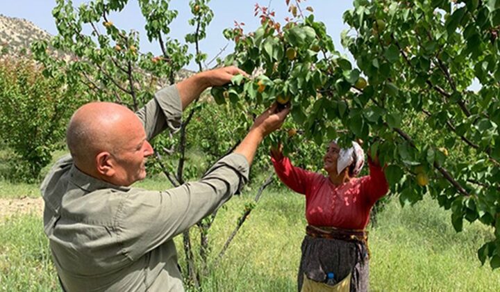 Tescilli Mut kayısısında hasat başladı
