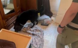 9 kilo 442 gram sentetik uyuşturucu ele geçirildi