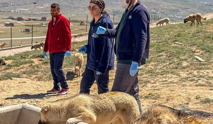 Doğal yaşam alanındaki hayvanlara sağlık taraması yapıldı