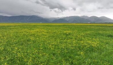 Van ve çevre illerde yöresel yiyecekleri lezzetlendiren bitkiler bilinçlendirme faaliyetleriyle korunuyor