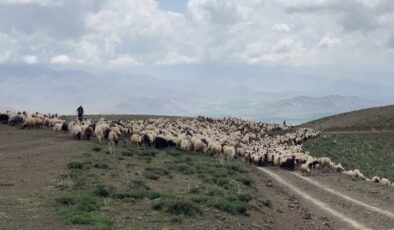 Van’da koruma çalışmaları ve desteklerle Norduz koyununun sayısı artıyor