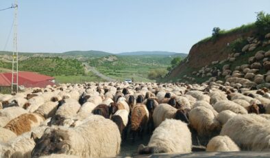 Kulp’ta göçerlerin yayla yolculuğu başladı