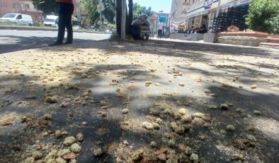 Diyarbakır’da dökülen dutlar çevre kirliliğine neden oluyor