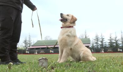 Köpekler artık yer altındaki su kaçaklarını da tespit edecek