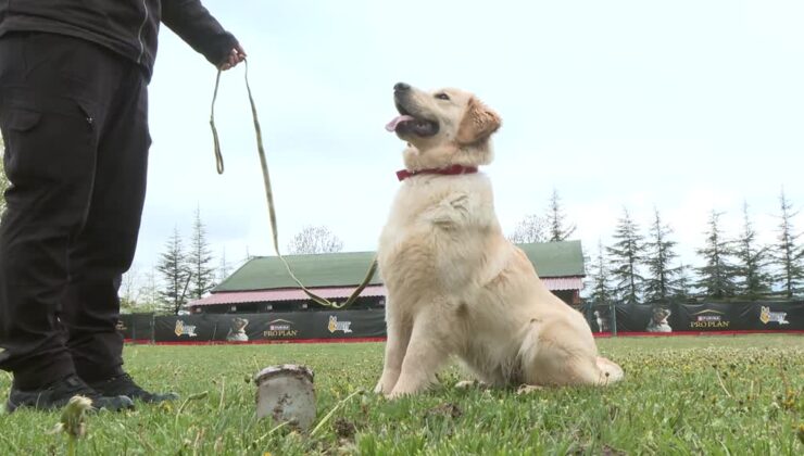 Köpekler artık yer altındaki su kaçaklarını da tespit edecek