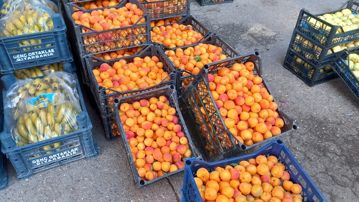 Kayısıda Korkulan Olmadı