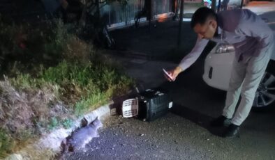 Ezilen kedi için Alo 153’ü aradı, ekipler anında müdahale etti