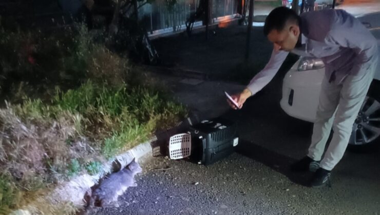 Ezilen kedi için Alo 153’ü aradı, ekipler anında müdahale etti