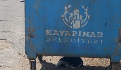 Çöp Konteyneri Güneşten Bunalan Kediye Korunak Oldu