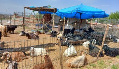 Diyarbakır’da Kurbanlıklar Alıcısını Bekliyor