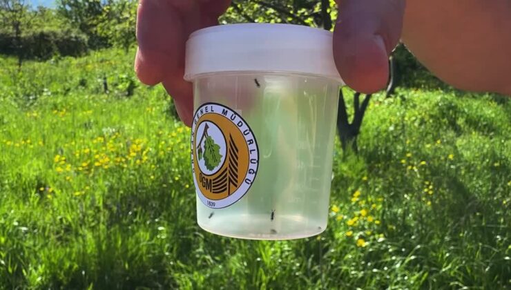 Kestane gal arısı ile biyolojik mücadele için “torymus sinensis” doğaya salındı