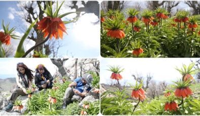 Siirt Bacavan Yaylası fotoğraf tutkunlarını ağırlıyor