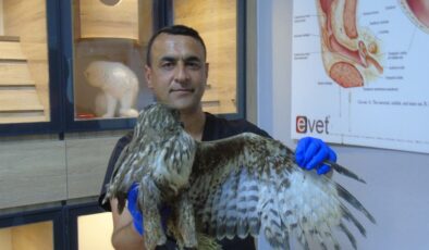 Veteriner hekim, iki ayağı ampute olan şahine sahip çıktı