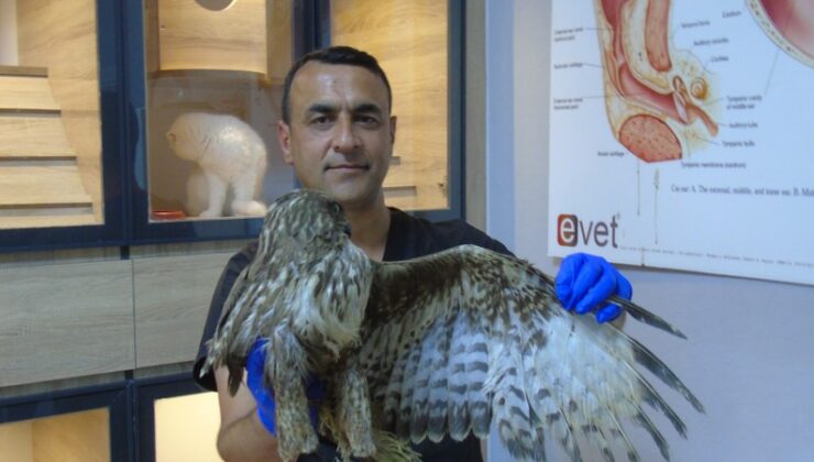 Veteriner hekim, iki ayağı ampute olan şahine sahip çıktı